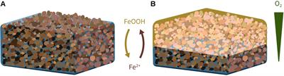 Goethite Reduction by a Neutrophilic Member of the Alphaproteobacterial Genus Telmatospirillum